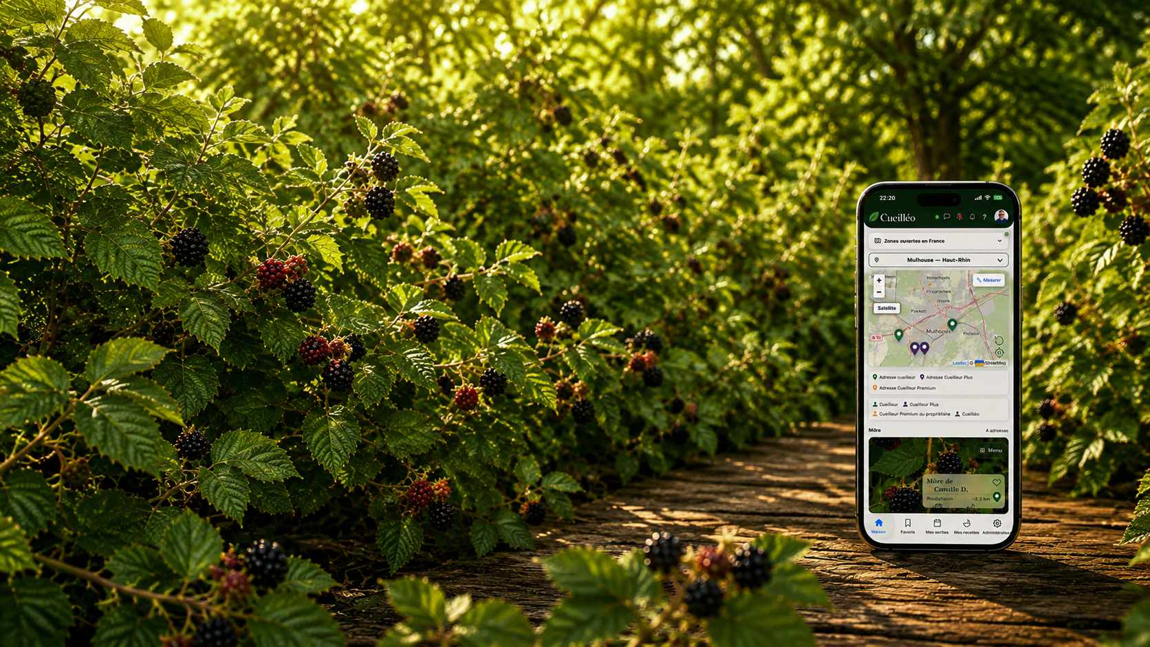 Application Cueilléo et mûres sauvages