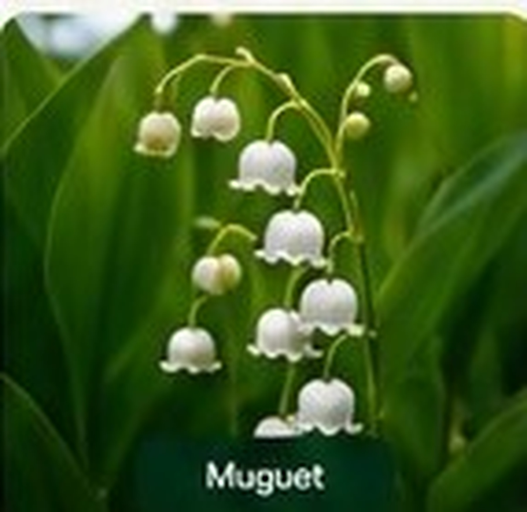 Muguet