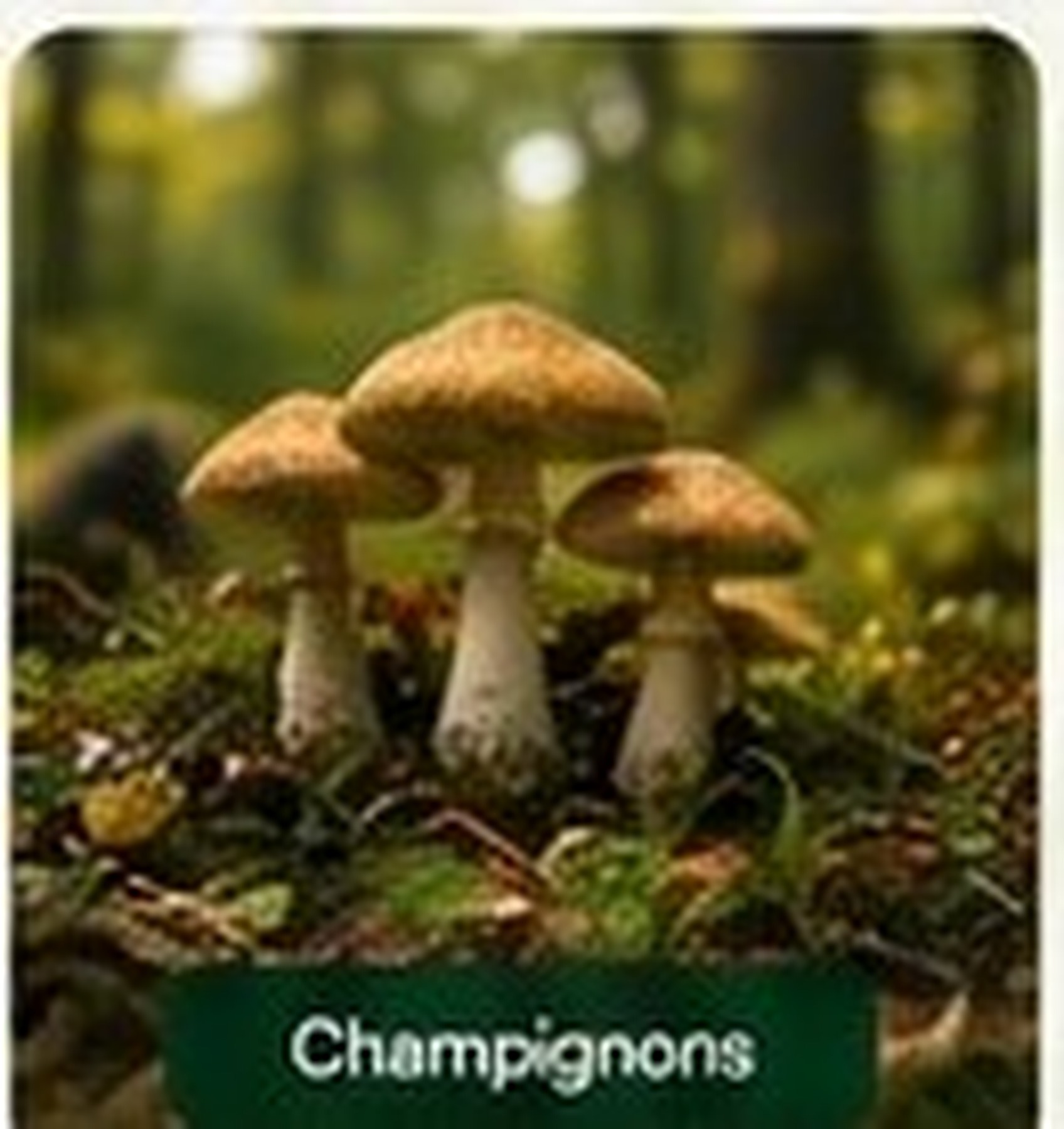 Champignons