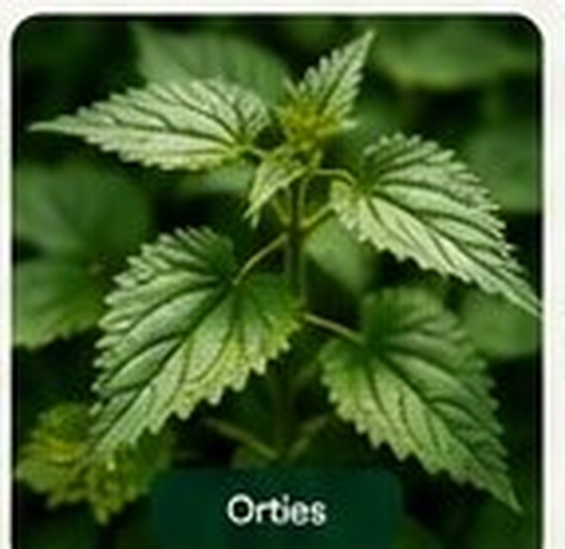 Orties